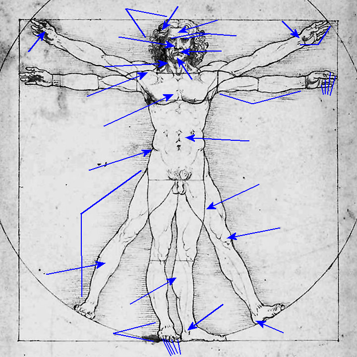 Vitruvian figure for labeling body parts