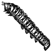 Caterpillar
