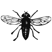 Fly