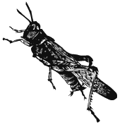 Grasshopper