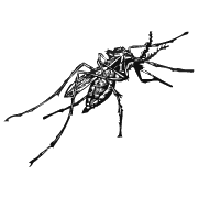 Mosquito