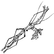 Walking_stick